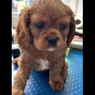 Cavalier King Charles Spaniel - Dogs