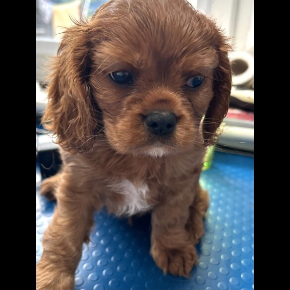 Cavalier King Charles Spaniel - Dogs