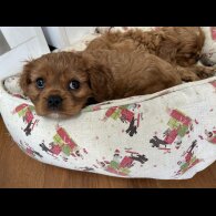 Cavalier King Charles Spaniel - Dogs