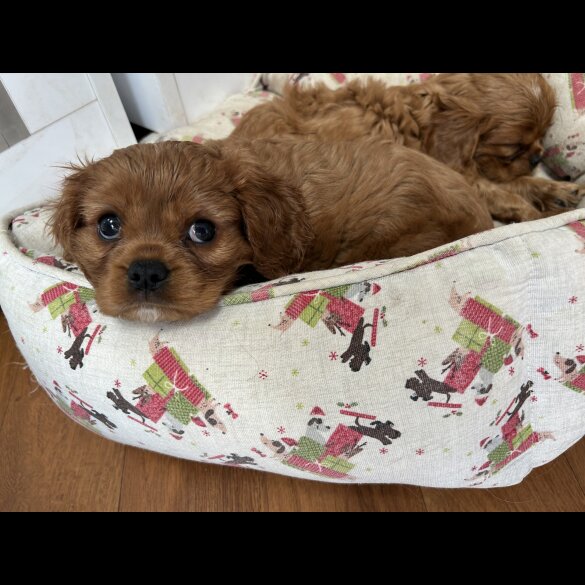 Cavalier King Charles Spaniel - Dogs