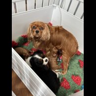 Cavalier King Charles Spaniel - Dogs