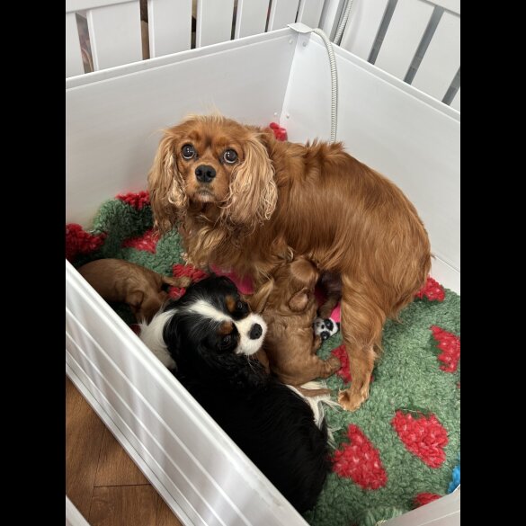 Cavalier King Charles Spaniel - Dogs