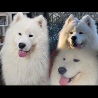 Samoyed - Both