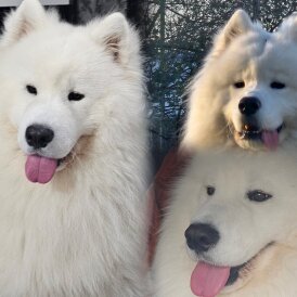 Samoyed - Both