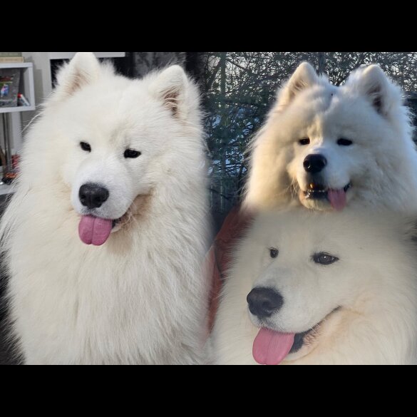 Samoyed - Both