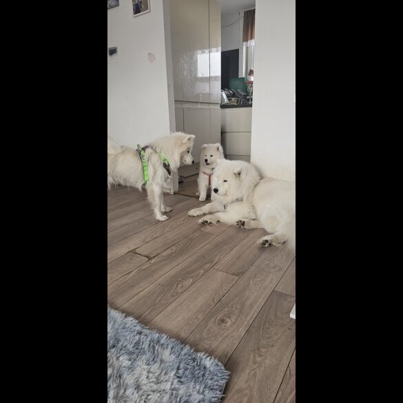 Samoyed - Both