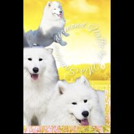 Samoyed - Both