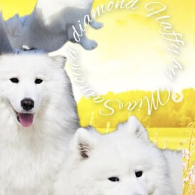Samoyed - Both