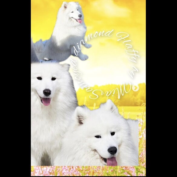 Samoyed - Both
