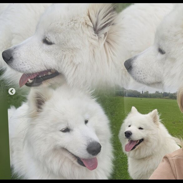 Samoyed - Both