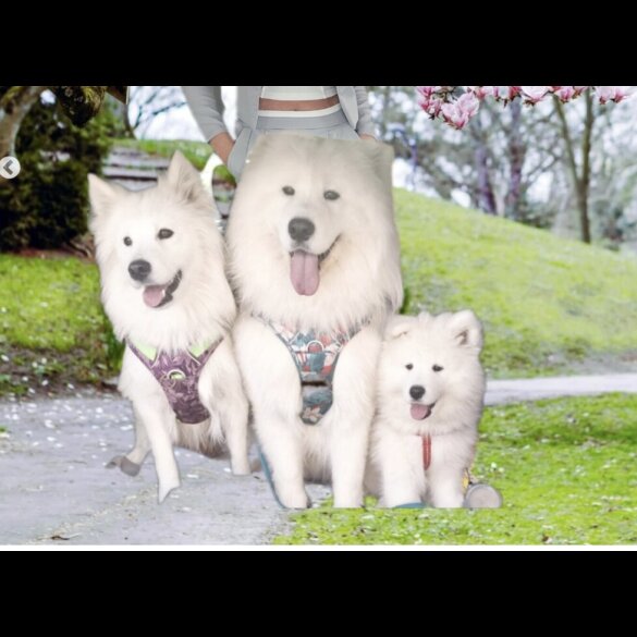Samoyed - Both