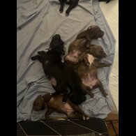 Staffordshire Bull Terrier - Both
