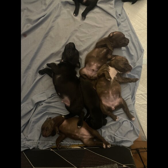 Staffordshire Bull Terrier - Both