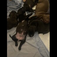 Staffordshire Bull Terrier - Both