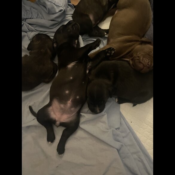 Staffordshire Bull Terrier - Both