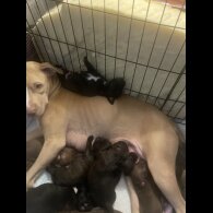 Staffordshire Bull Terrier - Both
