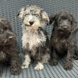 Schnoodle - Both