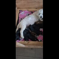 Shichon - Bitches