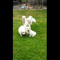 Shichon - Dogs