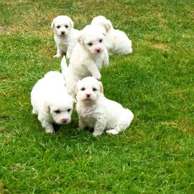 Shichon - Dogs