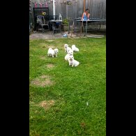 Shichon - Dogs