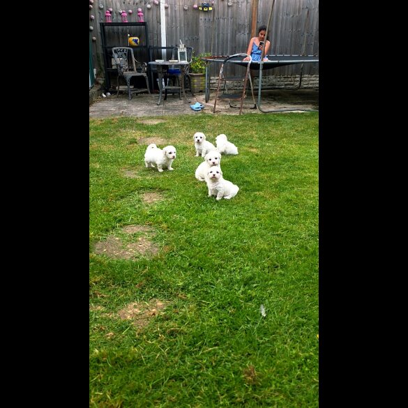 Shichon - Dogs
