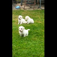 Shichon - Dogs