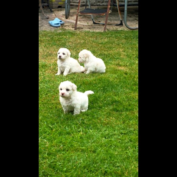 Shichon - Dogs