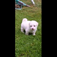 Shichon - Dogs