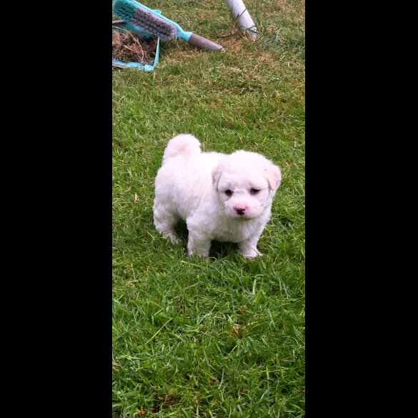 Shichon - Dogs