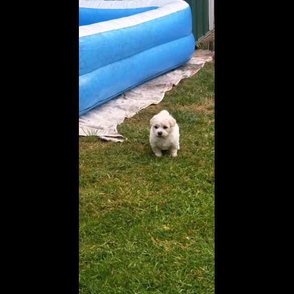 Shichon - Dogs