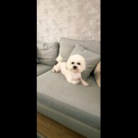 Shichon - Dogs