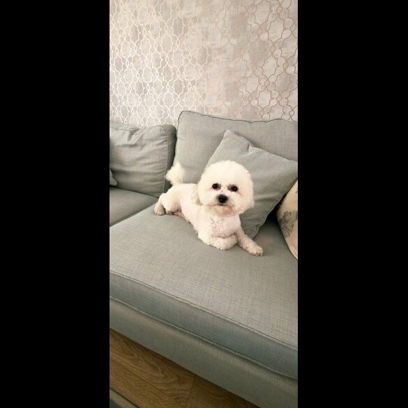 Shichon - Dogs