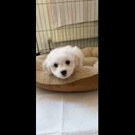 Shichon - Dogs