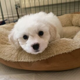 Shichon - Dogs
