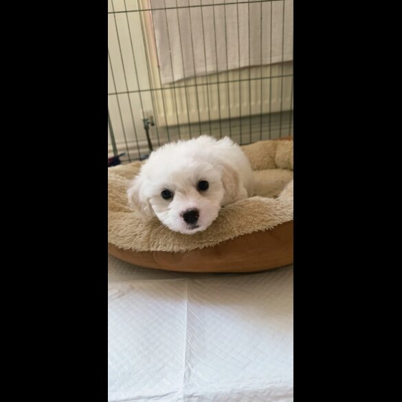 Shichon - Dogs
