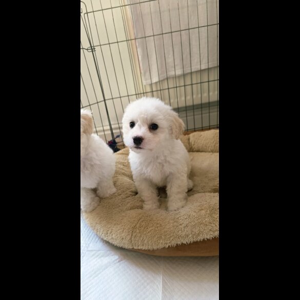 Shichon - Dogs