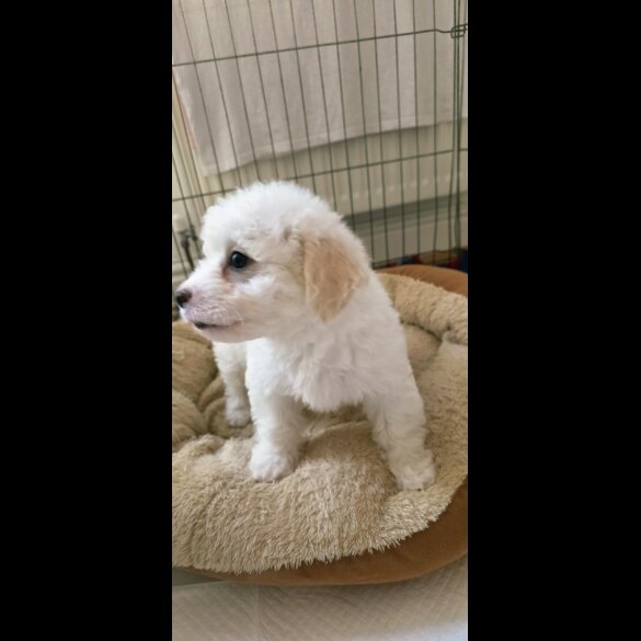 Shichon - Dogs