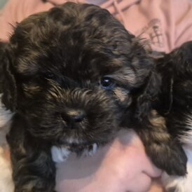 Shihpoo - Both