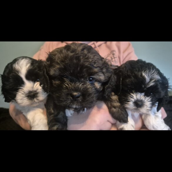 Shihpoo - Both