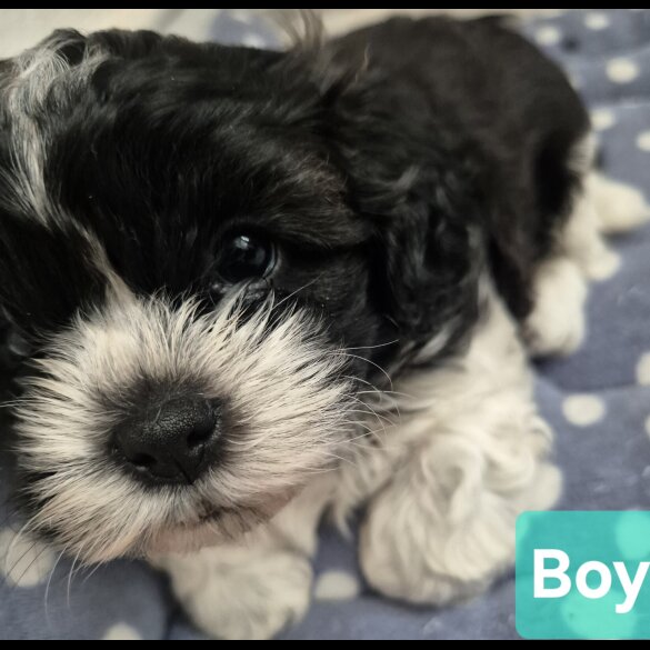 Shihpoo - Both