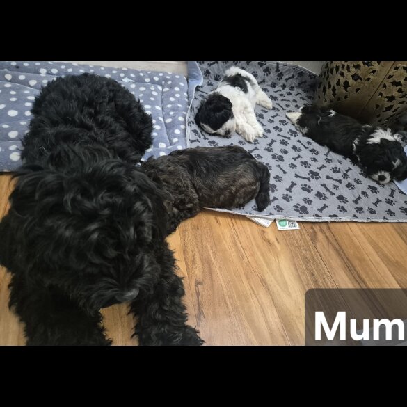 Shihpoo - Both