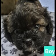 Shihpoo - Both