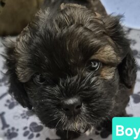 Shihpoo - Both