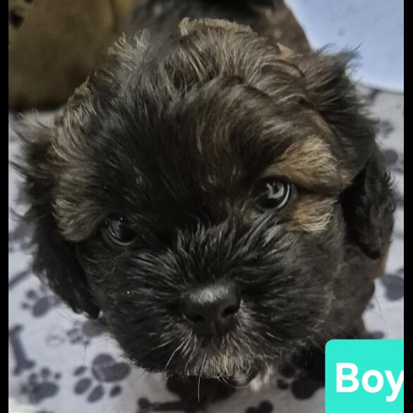 Shihpoo - Both