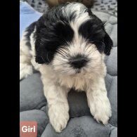 Shihpoo - Both