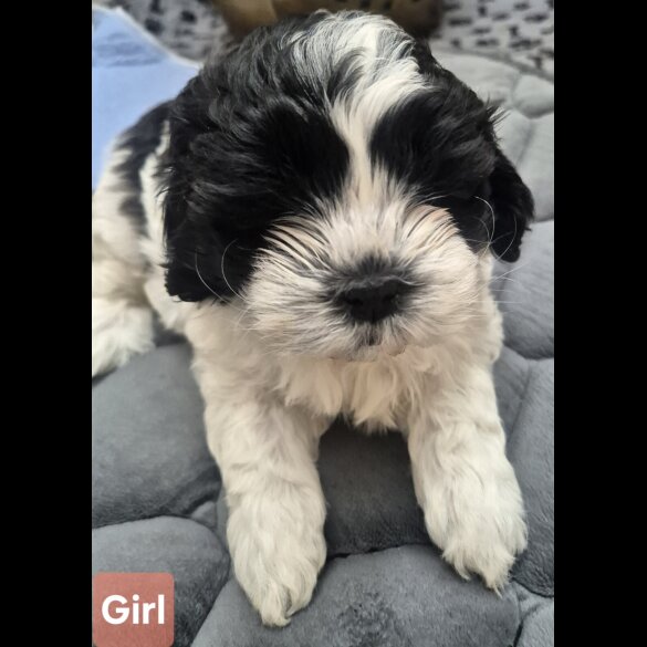 Shihpoo - Both