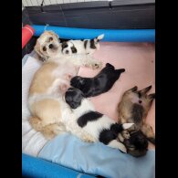 Shih Tzu - Dogs