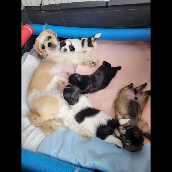 Shih Tzu - Dogs