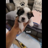Shih Tzu - Dogs